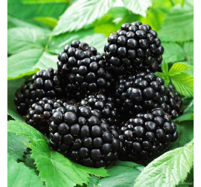 Саджанці ожини сорт Dima 1 річні, конт. 2 л