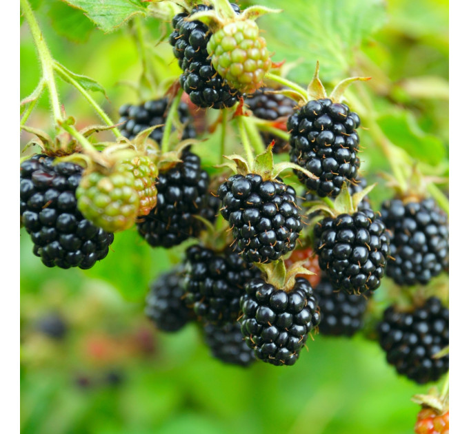 Ожина сорт Тріпл Краун 3 річна, конт. 5 л