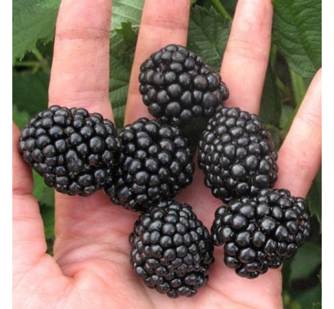 Саджанці ожини сорт Вон 1 річні, конт. P9