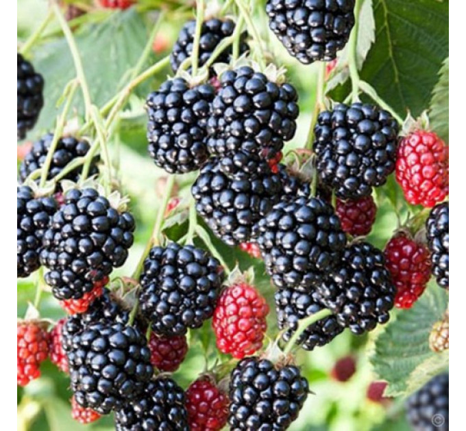 Саджанці ожини сорт Вон 1 річні, конт. P9