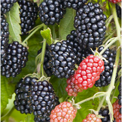 Саджанці ожини сорт Полар 3 річні, конт. 5 л