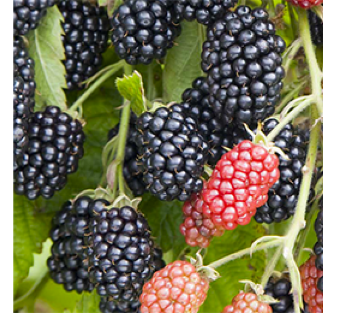 Саджанці ожини сорт Полар 3 річні, конт. 5 л