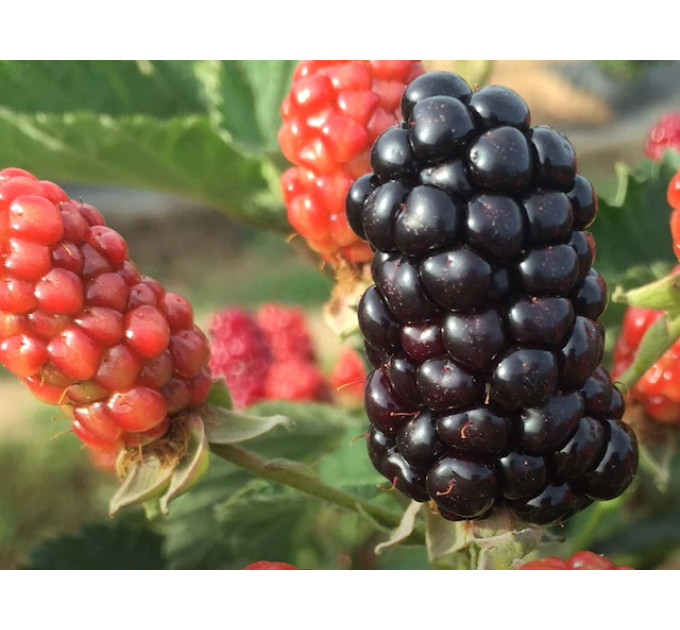 Ожина сорт Кеддо 1 річна P9