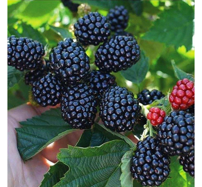 Ожина сорт Кеддо 1 річна P9