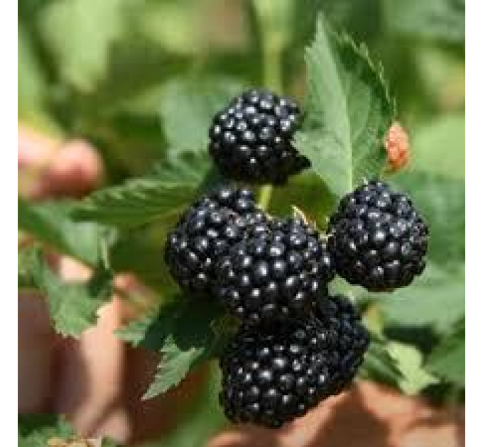 Ожина сорт Кеддо 1 річна P9