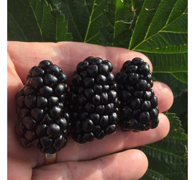 Ожина сорт Кеддо 1 річна P9