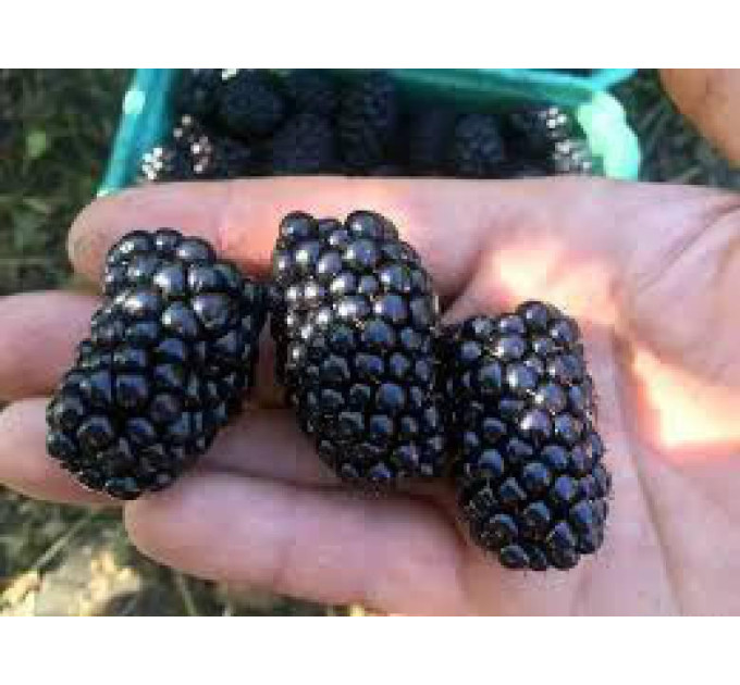 Саджанці ожини сорт Світ Пай 1 річні, конт. P9