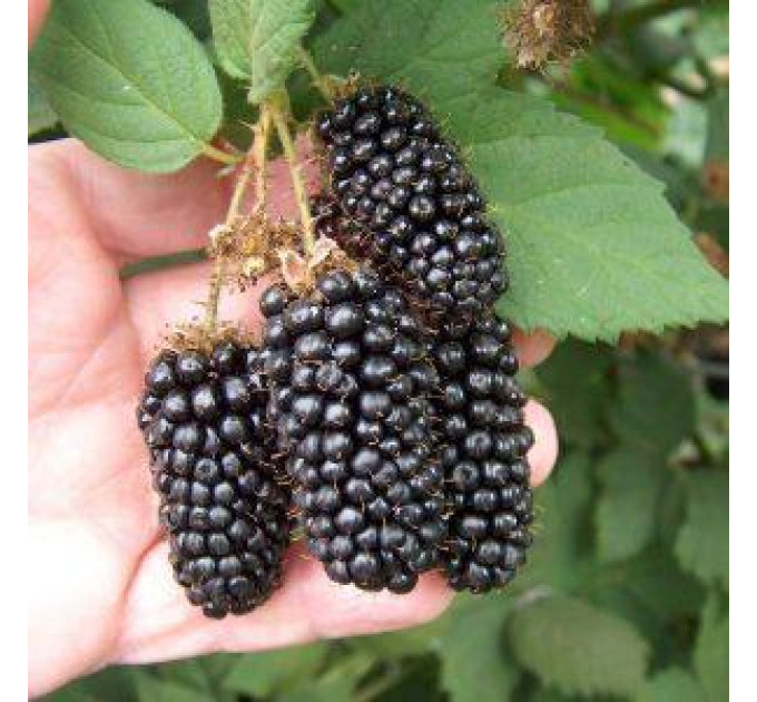 Саджанці ожини сорт Світ Пай 1 річні, конт. P9