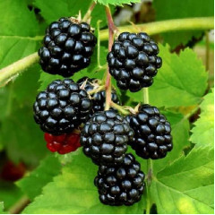 Саджанці ожини сорт Світ Пай 1 річні, конт. P9