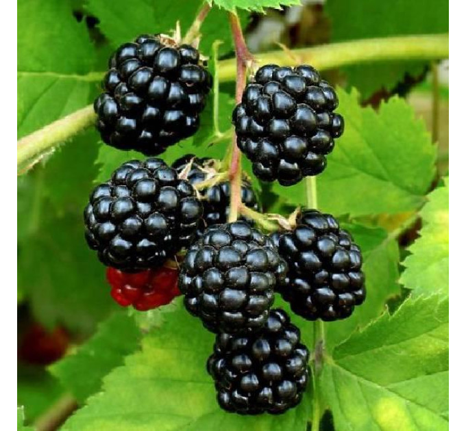 Саджанці ожини сорт Світ Пай 1 річні, конт. P9