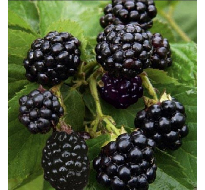 Ожина Natchez (Натчез) 1 річні у контейнері 0.5 л