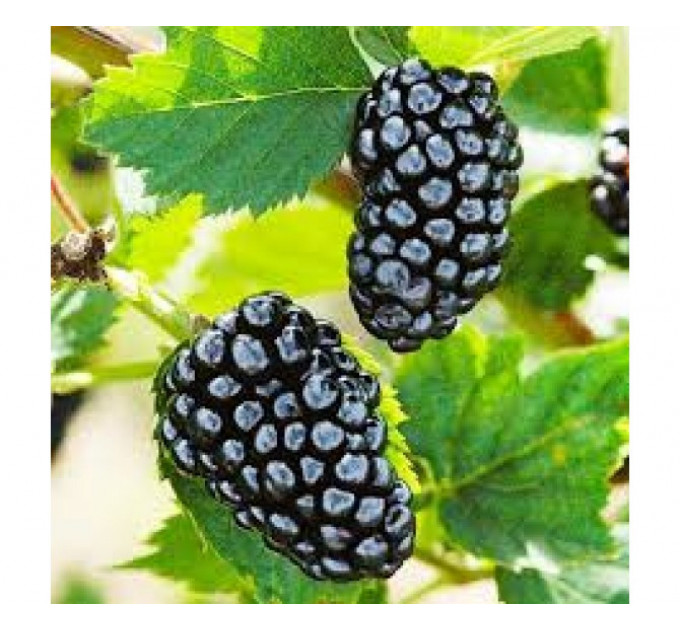 Ожина Natchez (Натчез) 1 річні у контейнері 0.5 л