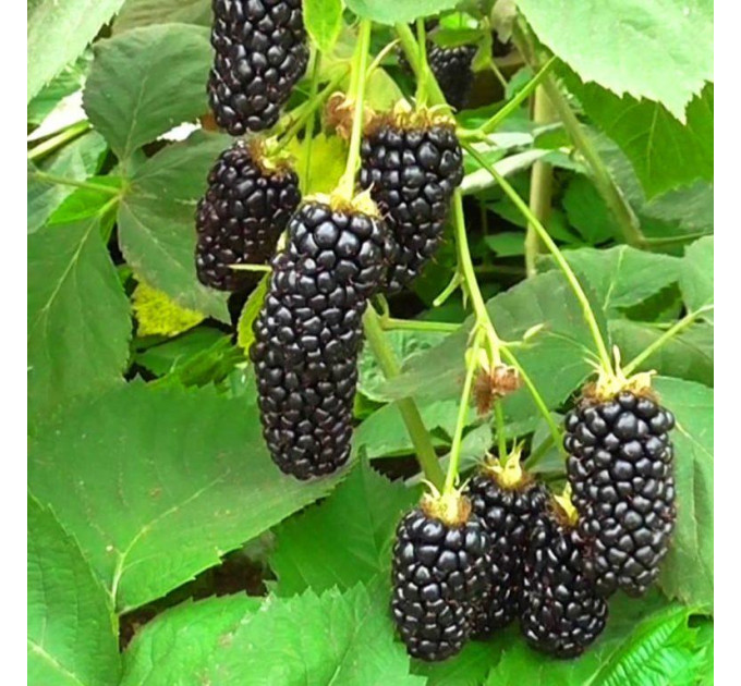 Ожина Natchez (Натчез) 1 річні у контейнері 0.5 л