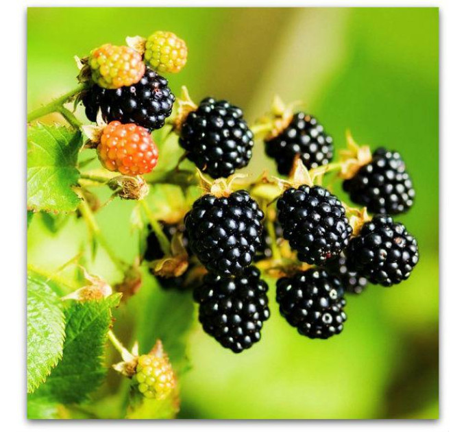 Ежевика сорт Апачи кон.Р9