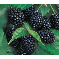 Ожина сорт Честер 4 річна, конт. 20 л