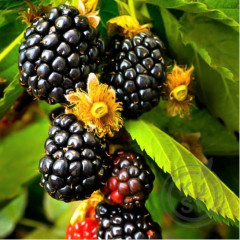 Ожина сорт "Оучіта" Ouachita 1-річна P9