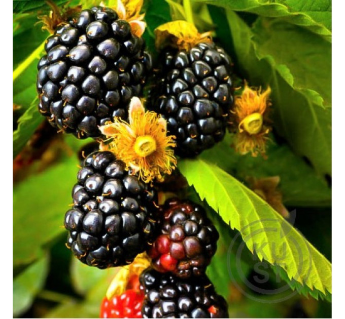 Ожина сорт "Оучіта" Ouachita 1-річна P9