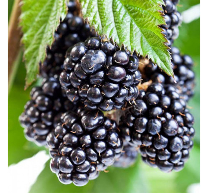 Ожина сорт "Оучіта" Ouachita 1-річна P9