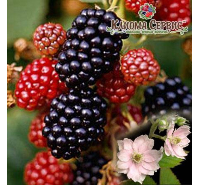 Ожина сорт Лох Марі 1 років. контейнер Р9