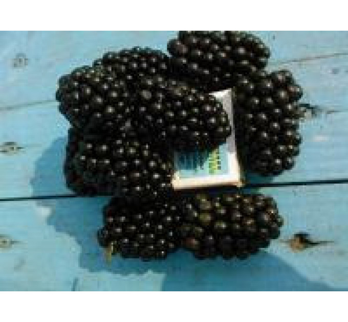 Ожина сорт Лох Марі 1 років. контейнер Р9