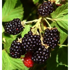 Саджанці ожини сорт Бжезіна (Bgezina) 1 річні, конт. Р9