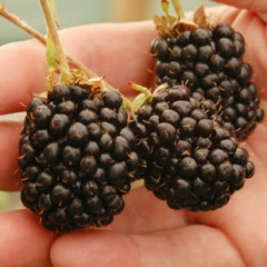 Ожина Рубен (Ruben) ремонтантна 1 років, горщик 2л.