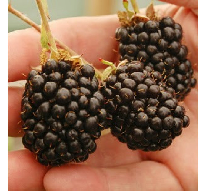 Ожина Рубен (Ruben) ремонтантна 1 років, горщик 2л.