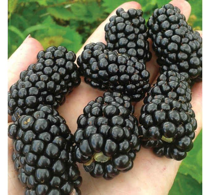 Ожина сорт Прайм Арк Фрідом 1 річна, конт. P9