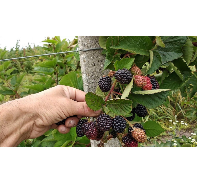 Ожина сорт Прайм Арк Фрідом 1 річна, конт. P9