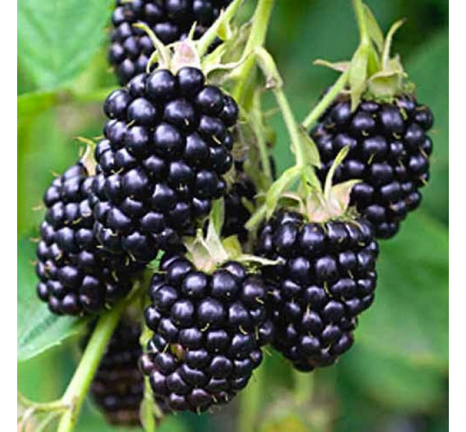 Ожина сорт "Вікторія" 1 річна, конт. P9