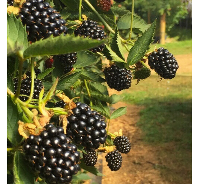 Ожина сорт "Вікторія" 1 річна, конт. P9