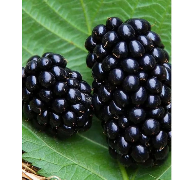 Ожина сорт "Вікторія" 1 річна, конт. P9