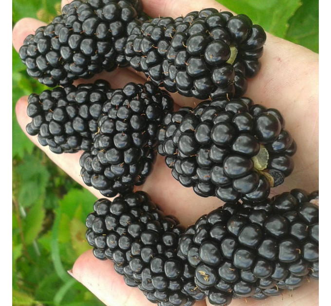 Ожина сорт Прайм Арк Фрідом 1 річна, конт. P9