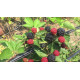 Ожина сорт Джамбо 1 річна, конт. Р9
