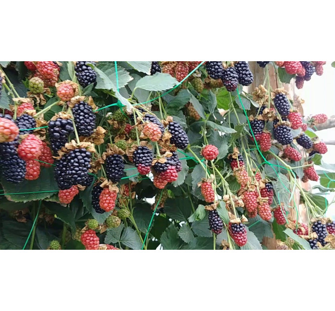 Ежевика сорт "Небеса Могут Подождать" 1 летняя, конт. P9