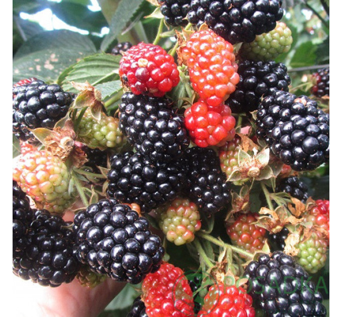 Ежевика сорт "Небеса Могут Подождать" 1 летняя, конт. P9