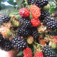Ежевика сорт "Небеса Могут Подождать" 1 летняя, конт. P9