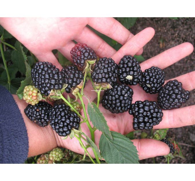 Саджанці ожини сорт Вон, 1 річні контейнер 0.5 л