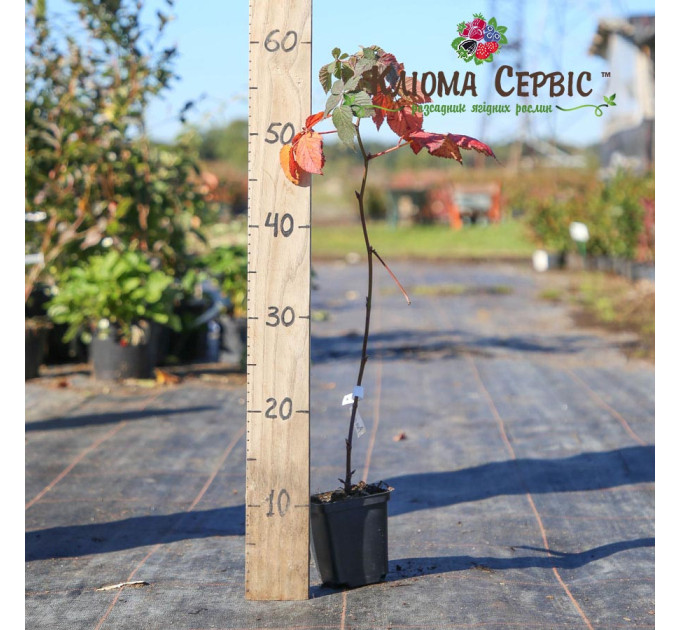 Саджанці ожини сорт Вон, 1 річні контейнер 0.5 л