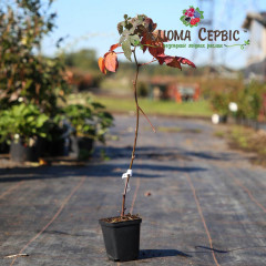 Саджанці ожини сорт Вон, 1 річні контейнер 0.5 л