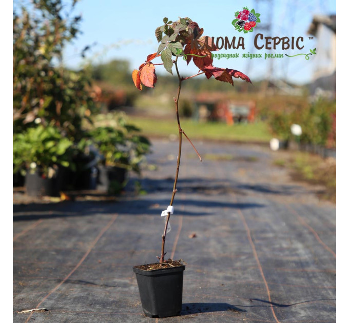 Саджанці ожини сорт Вон, 1 річні контейнер 0.5 л