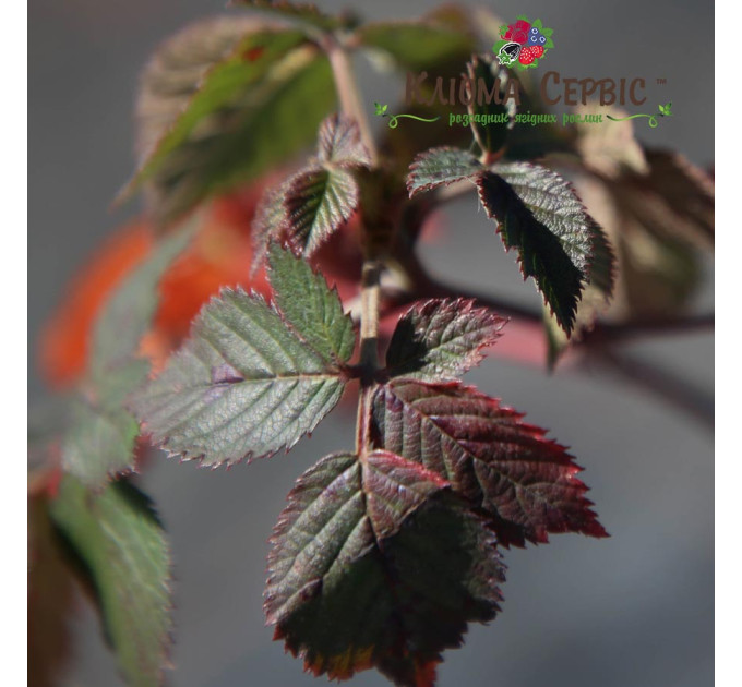 Саджанці ожини сорт Вон, 1 річні контейнер 0.5 л