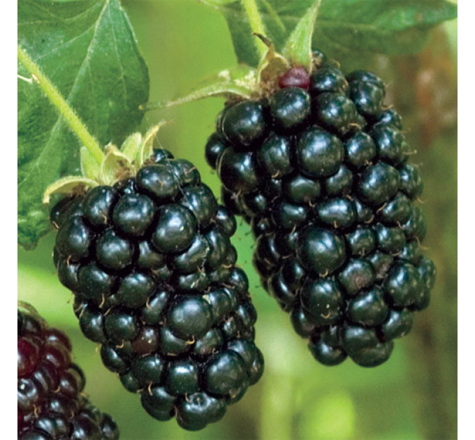 Ремонтантна ожина сорт "Прайм-Арк 45 ", контейнер Р9