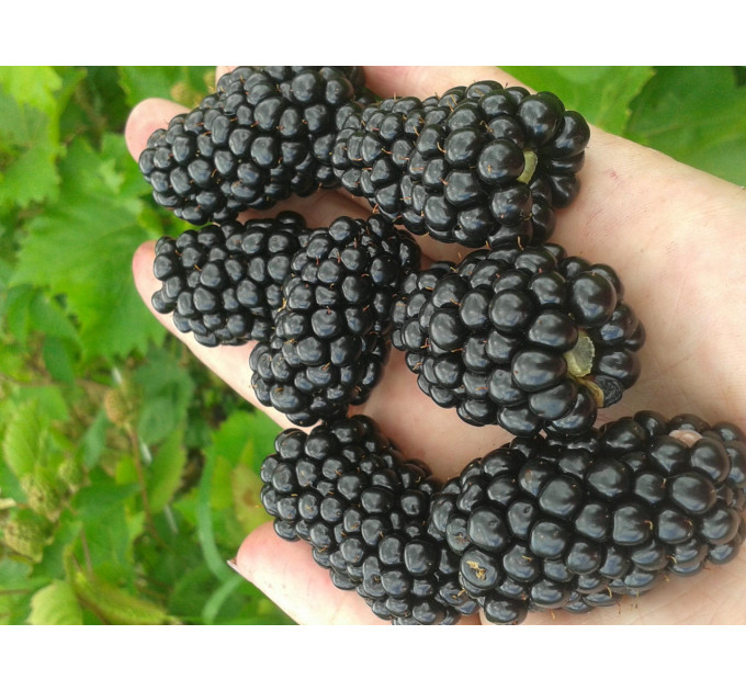 Ремонтантна ожина сорт "Прайм-Арк 45 ", контейнер Р9