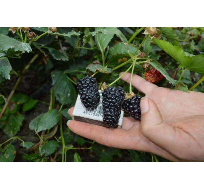 Ремонтантна ожина сорт "Прайм-Арк 45 ", контейнер Р9