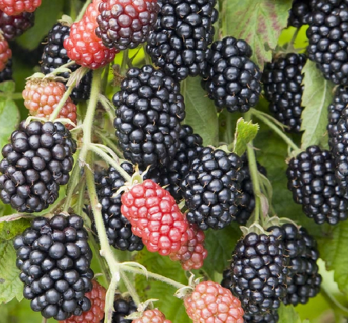 Ежевика сорт "Небеса Могут Подождать" 1 летняя, конт. P9