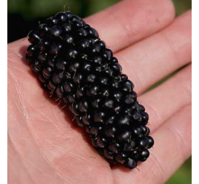 Ожина сорт "Коламбія Гігант" 1 річна, конт. P9