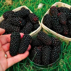 Ожина сорт "Коламбія Гігант" 1 річна, конт. P9