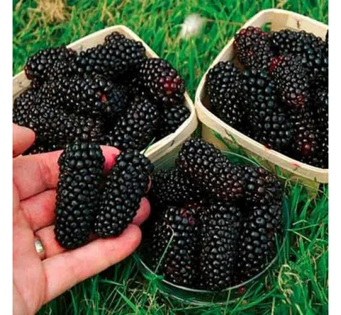 Ожина сорт "Коламбія Гігант" 1 річна, конт. P9