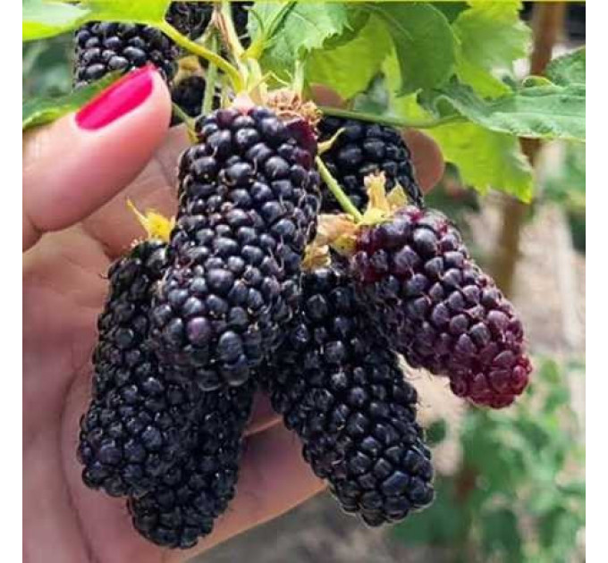 Ожина сорт "Коламбія Гігант" 1 річна, конт. P9